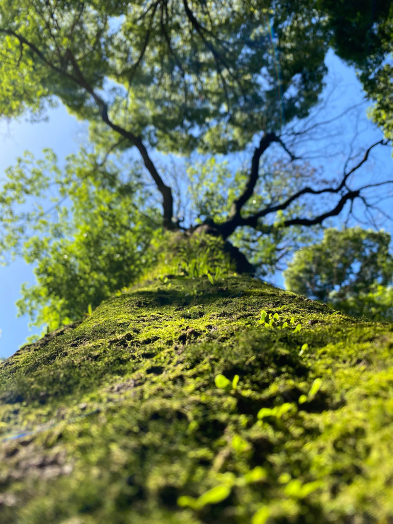 明治神宮-木に生える苔